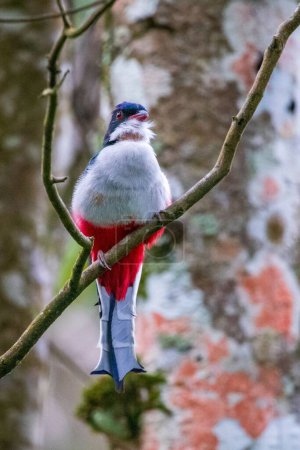Photo for A Cuban trogon bird perching on twig tree with blur background, vertical shot - Royalty Free Image