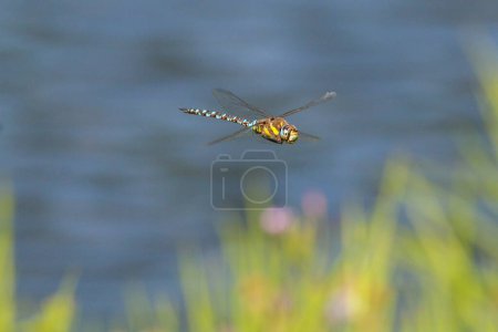 Téléchargez les photos : Un gros plan d'une libellule migrante qui survole un champ par une journée ensoleillée - en image libre de droit