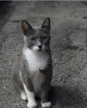 Foto de Un selectivo de un gato gris en el suelo - Imagen libre de derechos