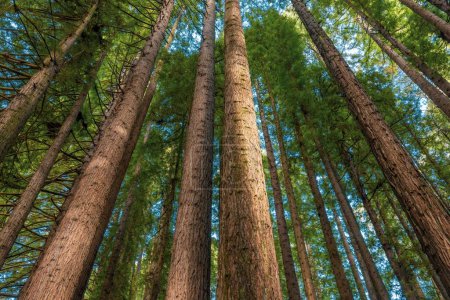 Photo for Wide view of Sequoia California Redwood tree trunks looking up to canopy. - Royalty Free Image
