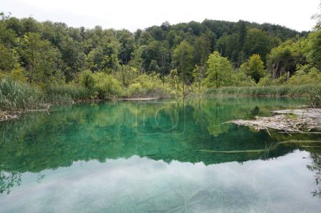 Téléchargez les photos : Gros plan d'un lac vert reflétant la beauté des arbres du parc national des lacs de Plitvice - en image libre de droit