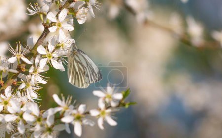 Téléchargez les photos : Gros plan d'un papillon blanc à nervures vertes (Pieris napi) perché sur des fleurs blanches - en image libre de droit