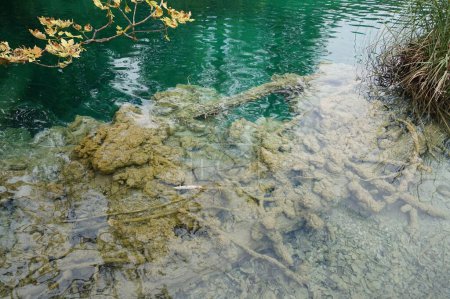Foto de Un primer plano de un lago claro con diferentes plantas en el Parque Nacional de los Lagos de Plitvice - Imagen libre de derechos