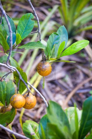 Téléchargez les photos : Fruits indigènes de Gardenia sur le plateau d'Atherton dans le nord tropical du Queensland, Australie - en image libre de droit