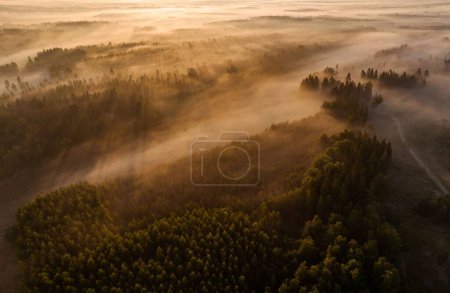 Photo for An aerial view of a foggy forest in the countryside during sunrise - Royalty Free Image