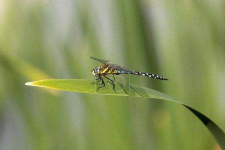 Téléchargez les photos : Un épervier migrateur libellule perché sur la feuille de la plante - en image libre de droit