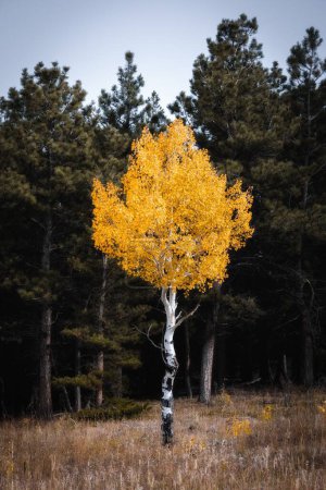 A vertical shot of yellow Aspen Tree tree in the field with green trees in the background