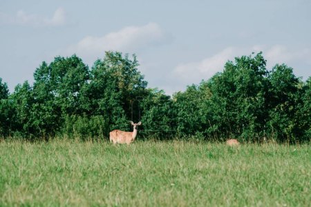 Téléchargez les photos : Un beau cliché d'un cerf marron broutant sur un champ vert rural - en image libre de droit