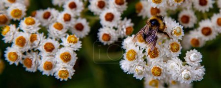 Photo for A panoramic shot of the white flowers with a yellow center of   Pearly Everlasting with the bee on it. - Royalty Free Image