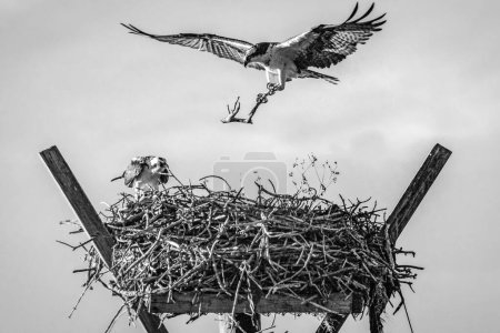 Photo for Two birds in a nest together with one carrying twigs - Royalty Free Image