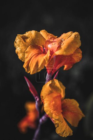 Foto de Un primer plano vertical de gotas de agua en naranja flor de tiro indio hermoso fondo de pantalla - Imagen libre de derechos