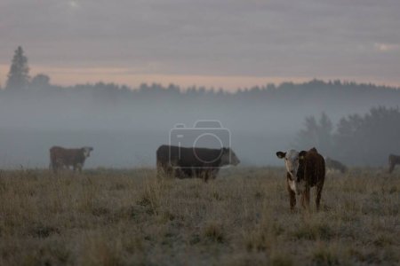 Foto de Una manada de ganado en un campo en el campo durante un día de niebla - Imagen libre de derechos