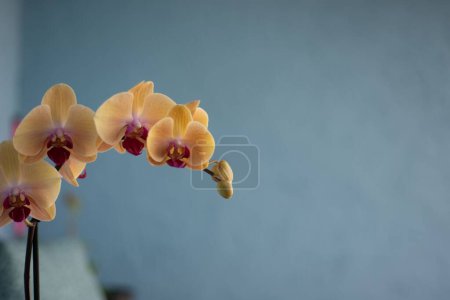 Téléchargez les photos : Une orchidée aphrodite phalaenopsis sur le fond flou d'un mur gris - en image libre de droit
