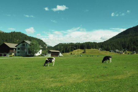 Foto de Un grupo de ganado lechero blanco y negro pastando en un exuberante prado verde bajo un cielo azul nublado - Imagen libre de derechos