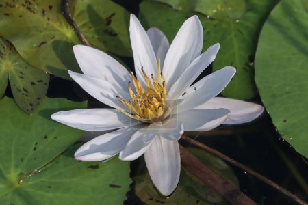 Photo for A closeup shot of a white water lily in a pond - Royalty Free Image