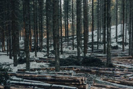 Téléchargez les photos : Une vue en angle bas d'une belle forêt en hiver - en image libre de droit