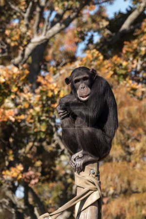 Téléchargez les photos : Gros plan vertical d'un chimpanzé (Pan troglodytes) assis sur un pilier dans un zoo - en image libre de droit