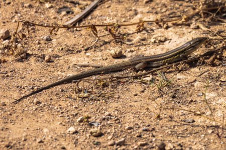 Téléchargez les photos : Gros plan d'un lézard fouet des prairies désertiques avec une longue queue au sol - en image libre de droit