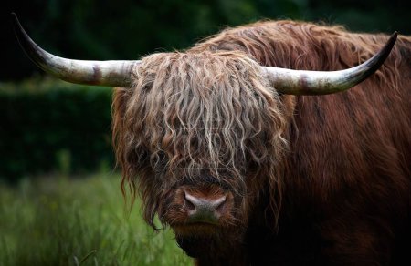 Foto de Un primer plano de una ceja de vaca peluda con el pelo rizado y cuernos largos en un campo - Imagen libre de derechos