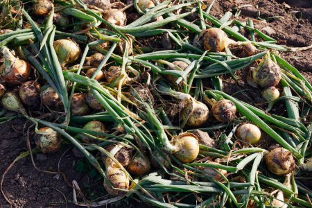 Téléchargez les photos : Gros plan des oignons fraîchement récoltés sur le sol recouvert de terre - en image libre de droit