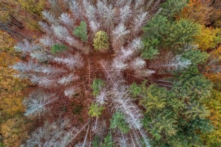 Foto de Una vista aérea de un bosque con árboles de colores alrededor en Solingen en Alemania - Imagen libre de derechos