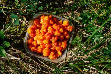 Téléchargez les photos : Une vue de dessus des fruits de cloudberry récoltés sur une boîte en plastique à la ferme - en image libre de droit