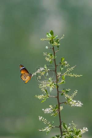 Téléchargez les photos : Huître fauve, Acraea terpsicore, beau papillon en Inde - en image libre de droit