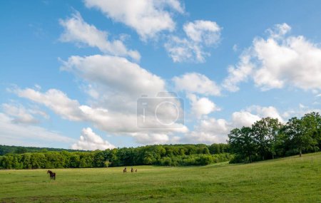 Téléchargez les photos : Un troupeau de chevaux broutant au loin sur une prairie verte avec une forêt dense sous un ciel nuageux bleu - en image libre de droit