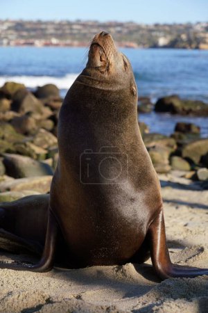 Foto de Un disparo vertical de una foca en una playa de arena con el océano en el fondo - Imagen libre de derechos