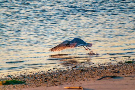 Téléchargez les photos : Une mouette survolant le rivage avec ses ailes grandes ouvertes - en image libre de droit