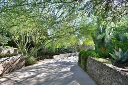 Photo for A peaceful, shady walkway through lush, desert plants. - Royalty Free Image