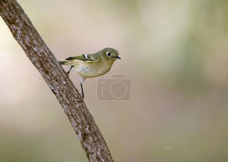 Foto de Un enfoque selectivo de un pájaro vireo de ojos blancos posado en una rama de madera - Imagen libre de derechos