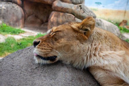 Photo for A closeup of a lion sleeping on a rock at the Rosamond Gifford Zoo - Royalty Free Image