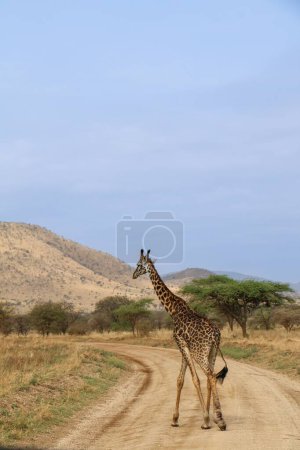 Photo for A vertical shot of a northern giraffe walking on an unpaved road in a national park in Africa - Royalty Free Image