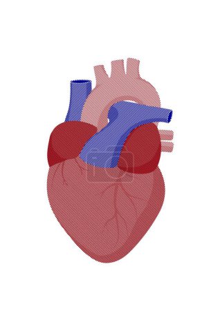 Téléchargez les photos : Illustration verticale d'un cœur humain anatomique isolé sur fond blanc - en image libre de droit