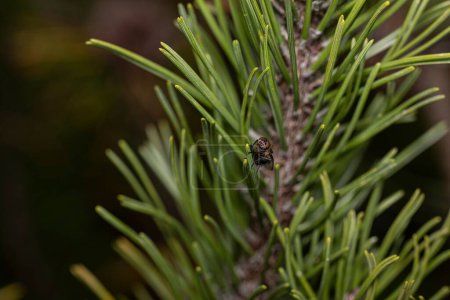 Foto de Una macro toma de una mosca sujetándose a picos de pino - Imagen libre de derechos
