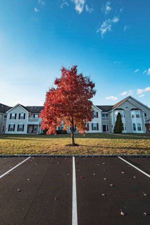 Foto de Un plano vertical de un árbol con hermoso follaje otoñal sobre el fondo de las casas suburbanas. - Imagen libre de derechos