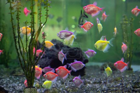 Foto de Un primer plano de pequeños peces de colores con fondo verde - Imagen libre de derechos