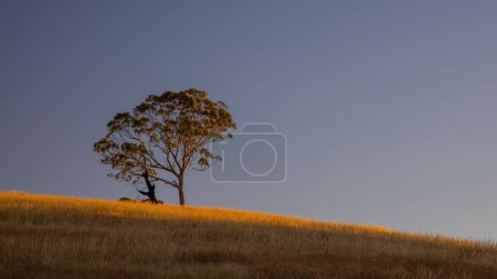 Photo for Gum trees on a grassy hill at sunset with a sliver of golden light. - Royalty Free Image