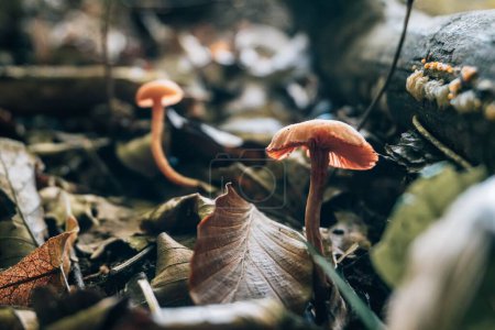 Photo for A shallow focus shot of Laccaria laccata mushrooms on the wet ground after rain in the forest - Royalty Free Image