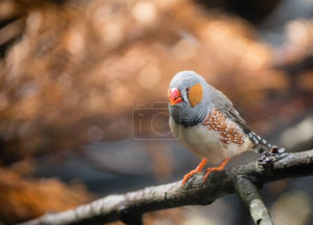 Photo for A close-up of an Australian zebra finch (Taeniopygia castanotis) resting on a tree branch - Royalty Free Image