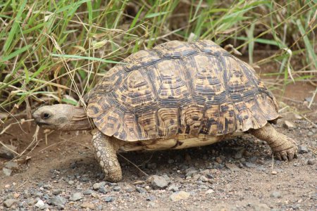 Foto de Un primer plano de la tortuga leopardo (Stigmochelys pardalis) pisando pequeñas piedras cerca de la hierba durante el día - Imagen libre de derechos