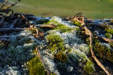 Foto de Escarcha blanca en el musgo en invierno - Imagen libre de derechos