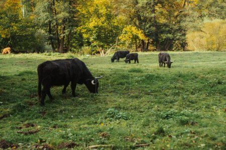Foto de Una manada de ganado negro de Highland en la naturaleza pastando hierba durante el día - Imagen libre de derechos