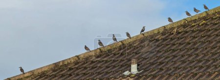 Foto de Una fila de pájaros posados en un tejado de azulejos. - Imagen libre de derechos