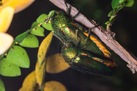 Foto de Una macro toma de escarabajos joya (Buprestidae) apareamiento, encaramado en una rama verde - Imagen libre de derechos