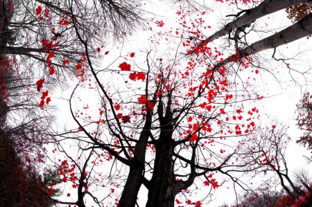 Téléchargez les photos : Plan à 360 degrés des silhouettes d'arbres aux branches noires et aux feuilles rouges - en image libre de droit