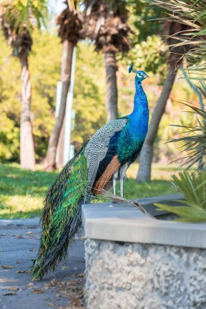 Téléchargez les photos : Un plan vertical d'un paon mâle dans un parc regardant de côté à Pinecrest en Floride, États-Unis - en image libre de droit