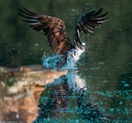 Photo for A closeup shot of an osprey hunting fish from the surface of the water creating a splash - Royalty Free Image