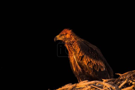 Téléchargez les photos : L'aigle à queue cunéiforme (Aquila audax) dans le nid sur fond noir - en image libre de droit